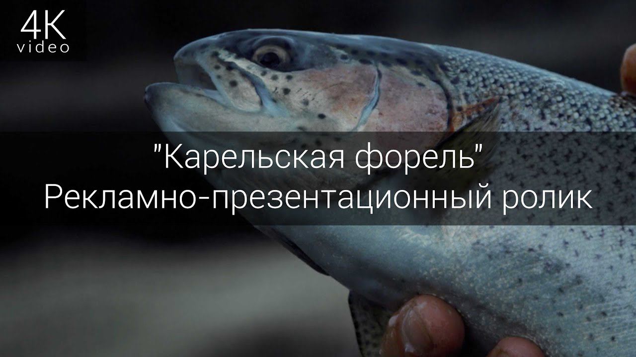 Рекламно-презентационный ролик для компании "Карельская форель"