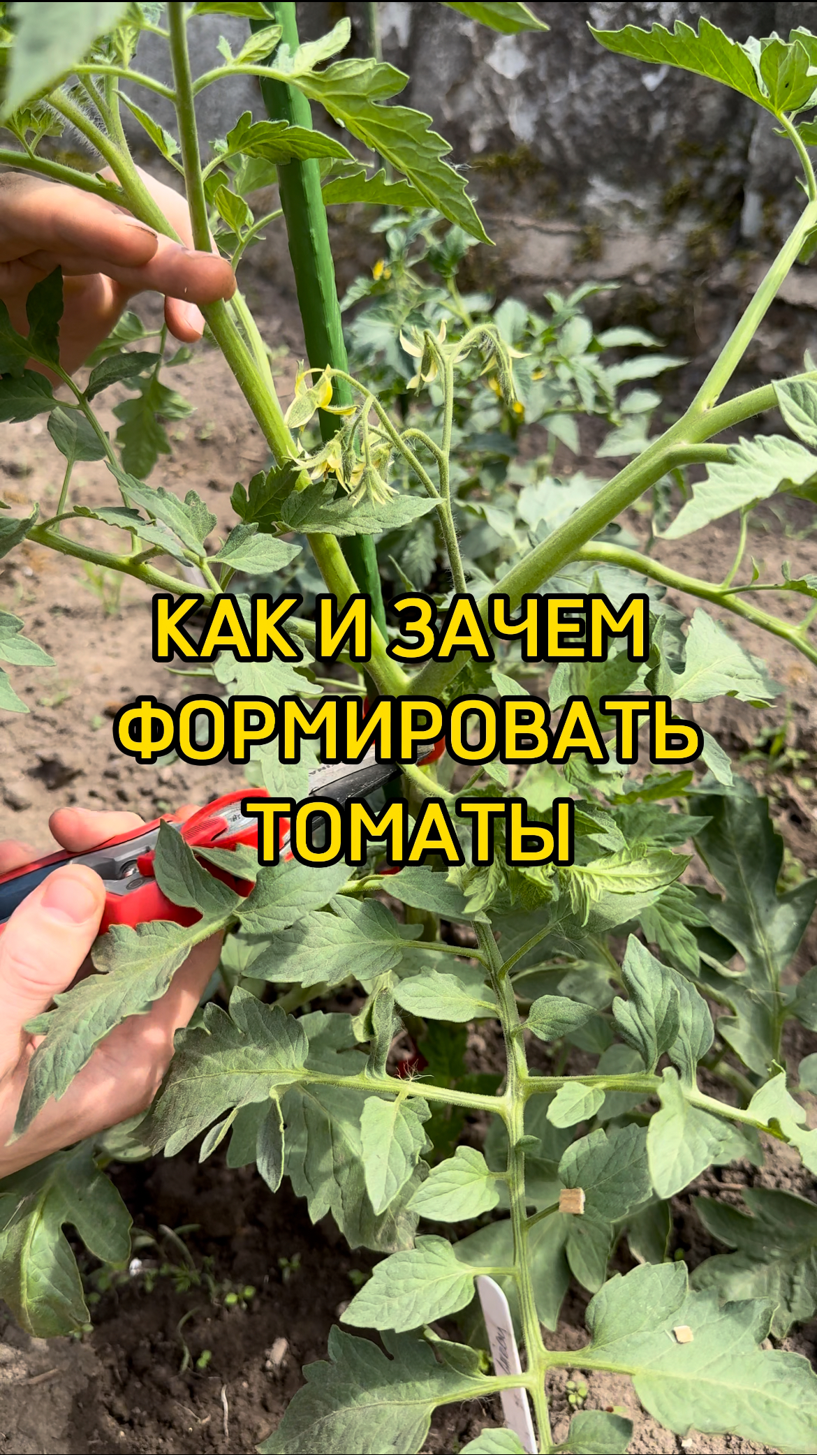 Уличные томаты засыпят урожаем