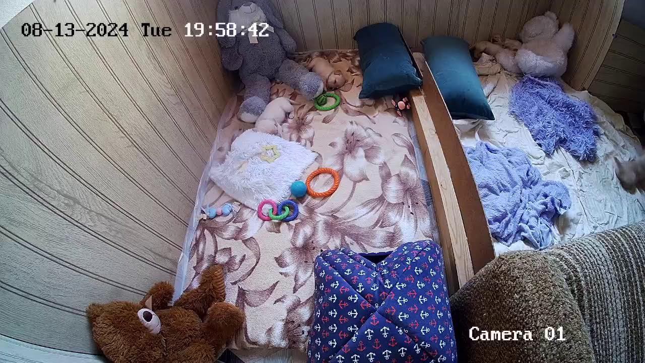Щенки Лабрадора / ПРОДАЮТСЯ / НОВОСИБИРСК/ SHATSKIKH`S DOGS / 8-962-831-94-91/ Labrador puppies sale