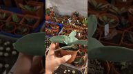 Крассула серповидная