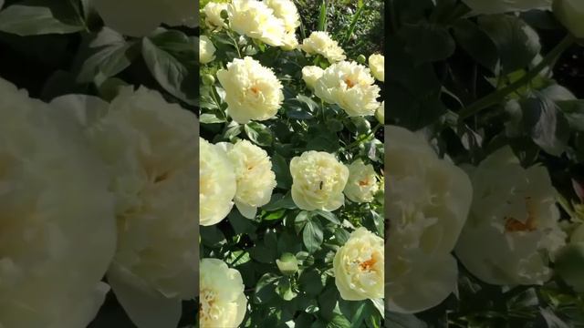 #Пион#LemonChiffon#Цветы#Растения#Дача#Сад#Клумба