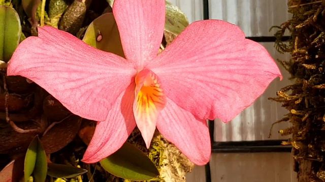 sophronitis wittigiana rosea