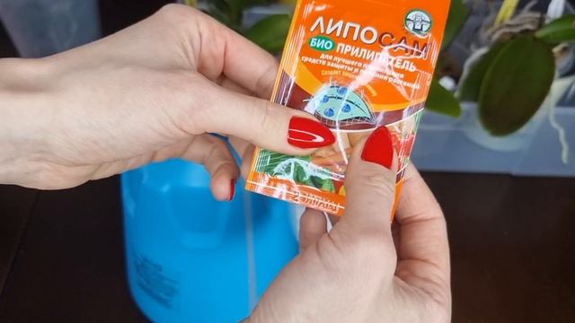 Травлю ТРИПСА! Самый опасный вредитель. Что обязательно нужно знать! орхидеи трипс обработка