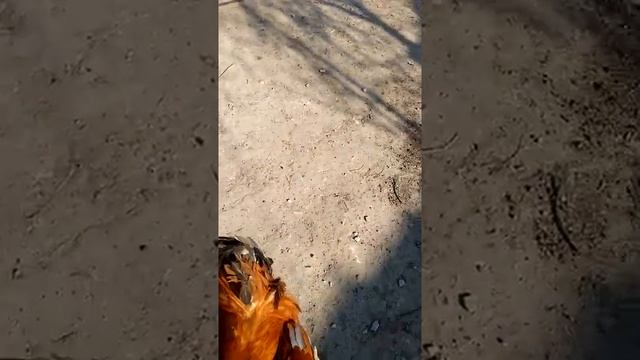 Боевой петух питается снечти с ног людей