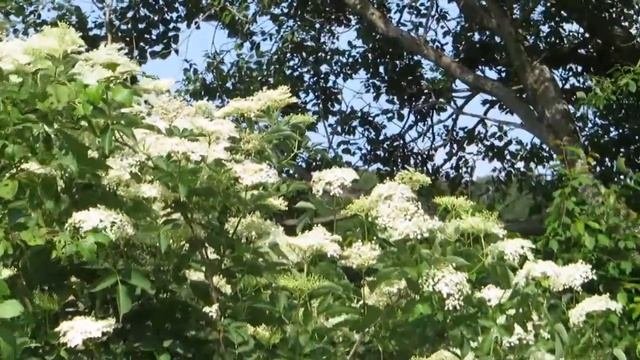 Äkta Fläder (Sambucus Nigra)