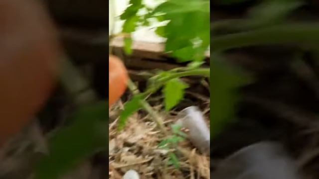 Обзор томата"Батяня".