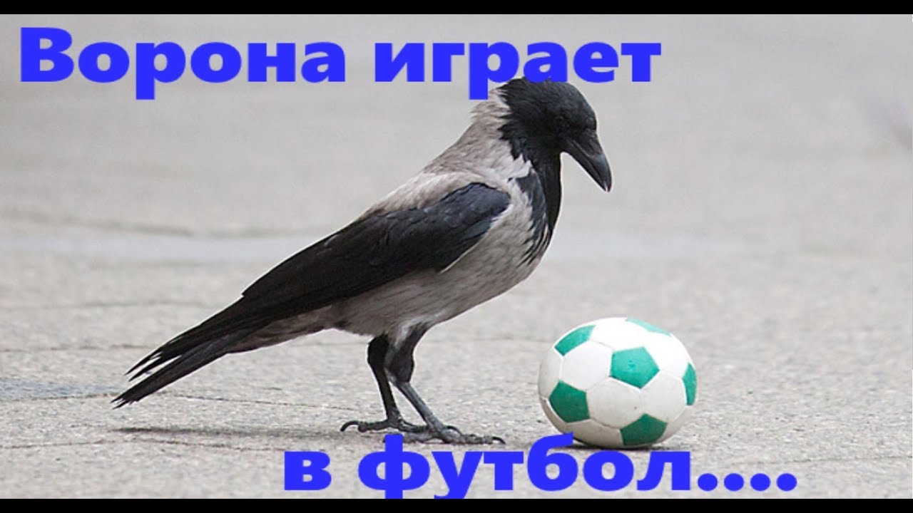 Ворона играет в  мяч