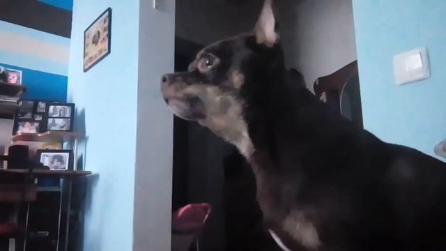 Чихуахуа поет 