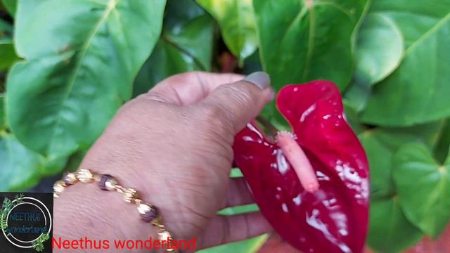 Anthurium Plants Care# How To Care Anthurium Plants. EP225