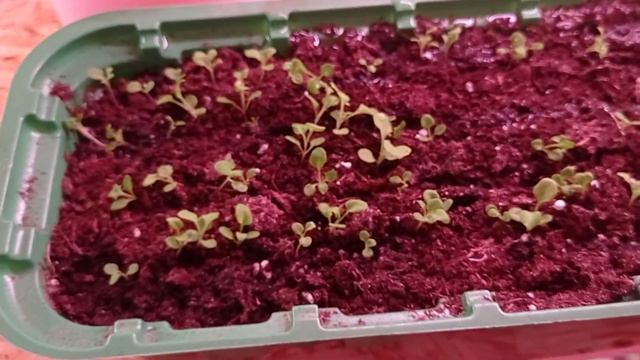 Продолжаем уход за маленькой петунией, важные моменты. 08.02.22