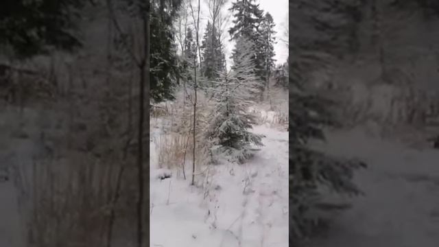 Рождественская сказка леса