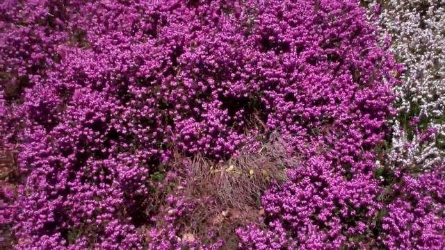 Purple And White Heather Perthshire Scotland
