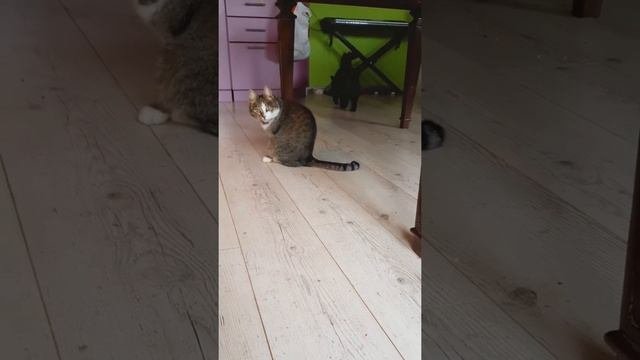 КОТЁНКУ ВОЛЬТУ 3 МЕСЯЦА.
