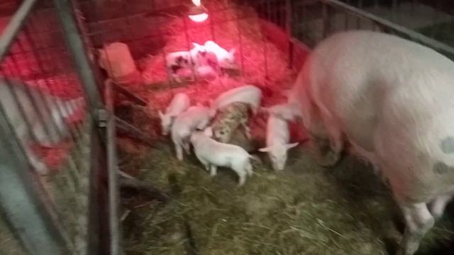 Сколько по времени занимает кормление 15 дневных поросят,за один прием свиноматкой? 10.11.23