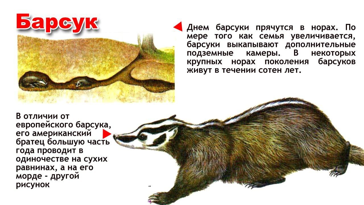 Энциклопедия для детей. Буква Б. Барсук.