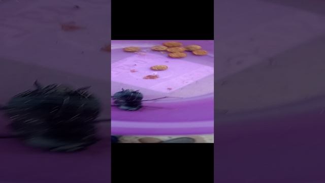 VID_20230520_192412.mp4