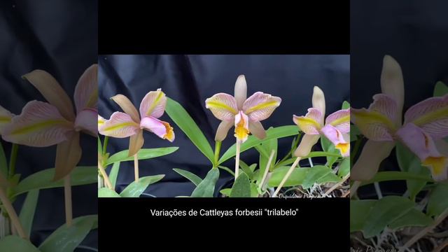 Orquídeas Cattleyas forbesii "trilabelo"