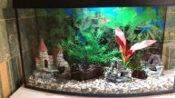 Запуск аквариума на 40 литров.