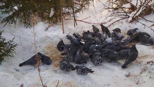 Кормлю голубей, вновь пополняю кормушку маленьким птичкам!