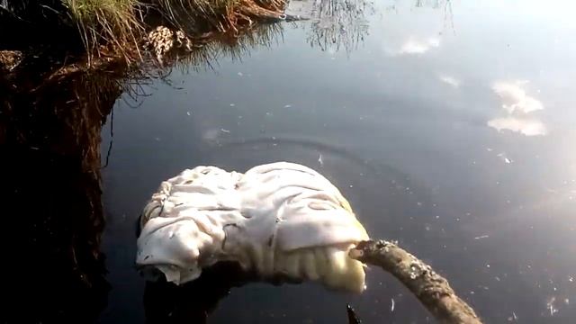 Шумел сурово Брянский лес, рядом мутанты подростали!