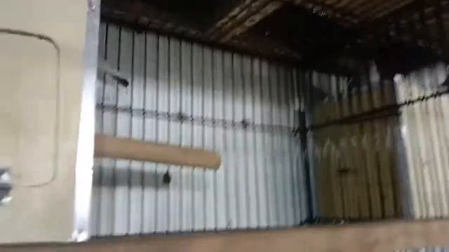 Gray java pair for sale in location lahore healthy and active pair cargo available 03233385103