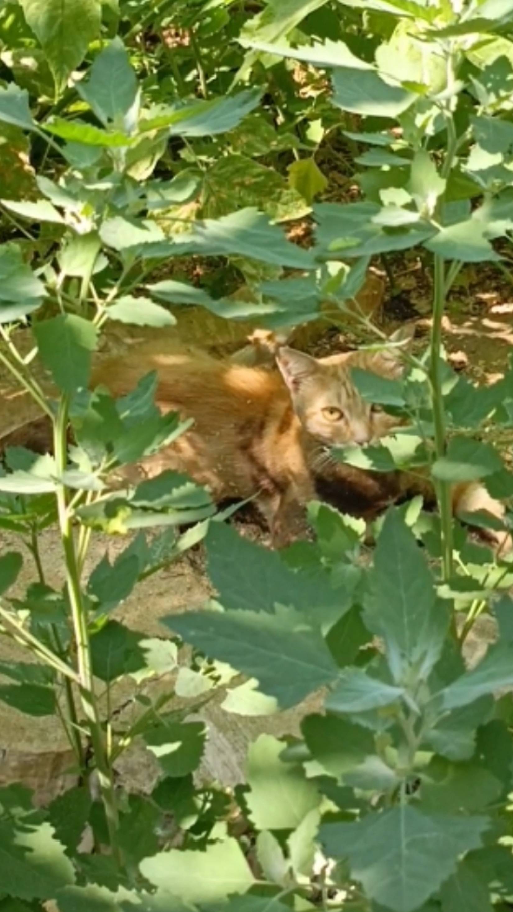 Кот на пеньке.