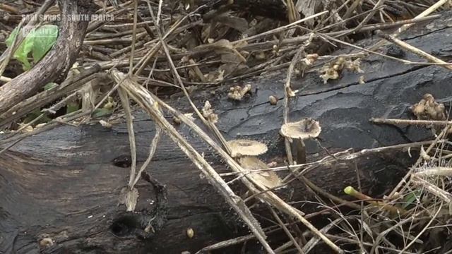 WildEarth - Sunrise - 06 October 2020
