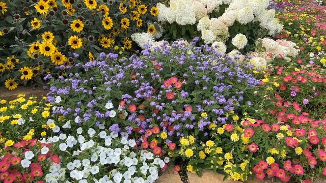 Creating a Patchwork of Color in Your Garden
