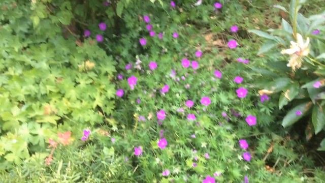 Géranium vivace sanguin Geranium sanguineum  Tiny Monster