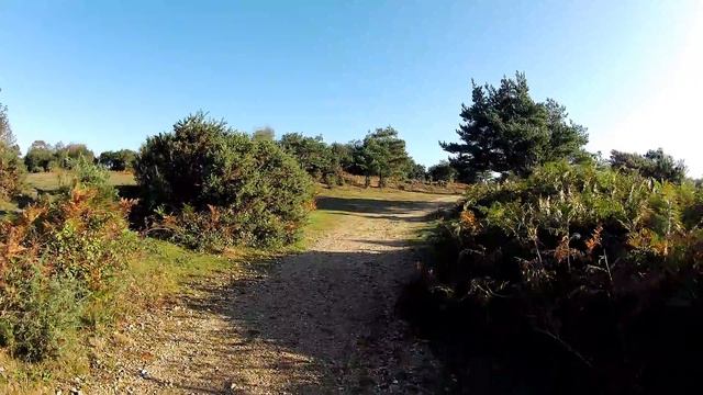 NEW FOREST WALK : RAF HOLMSLEY SOUTH (NEW FOREST NATIONAL PARK)