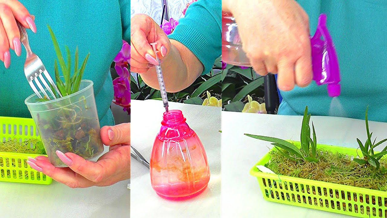 Миниатюрная орхидея Толумния, пересадка двух орхидей в корзинку. Удобрение Аминосил. Полив и уход...