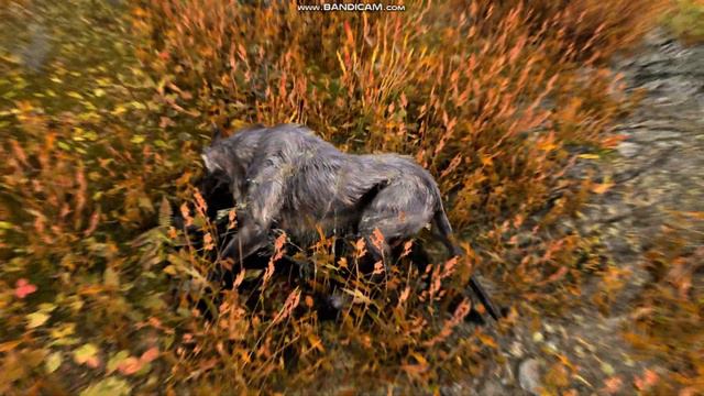 Hunting With The Drow Bow
