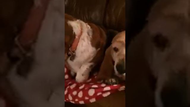 Petunia the basset hound might need space