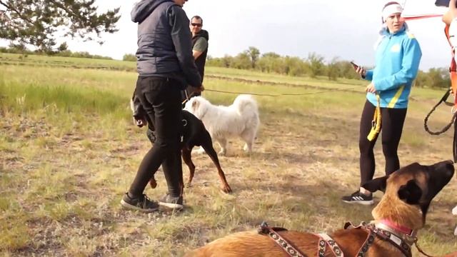 Рубрика "Усы, лапы и хвост" - Кора и Зара