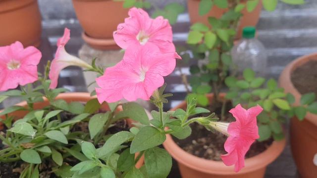 Hermosa Petunia Rosa Centro Blanco, Beautiful Pink Petunia White Center,