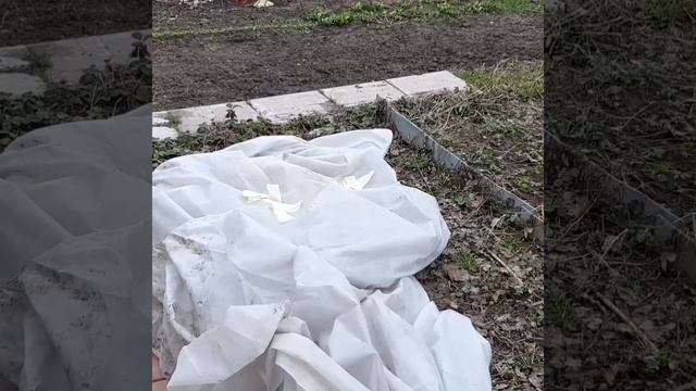Укрытия роз не сломались !  ИМПЕРАТРИЦА ФАРАХ  ЧИПИНДЕЙЛ.