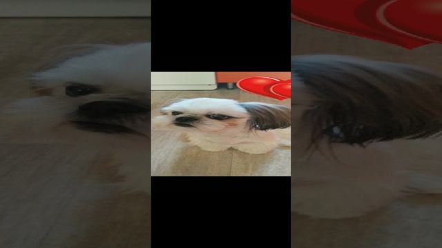 Наша любимица Джесси