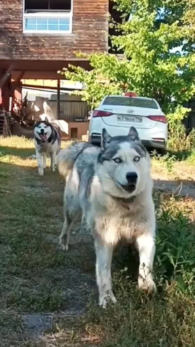 ХАСКИ ФОРСАЖ во дворе 🐶🐶