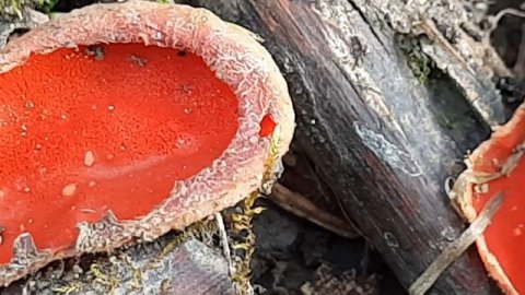 Удивительные бархатные грибы.