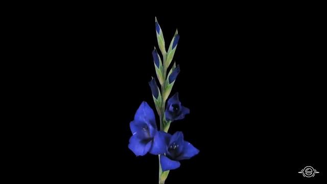 Мимо Себя  ЗЕМЛЯНИЧНАЯ ПОЛЯНА