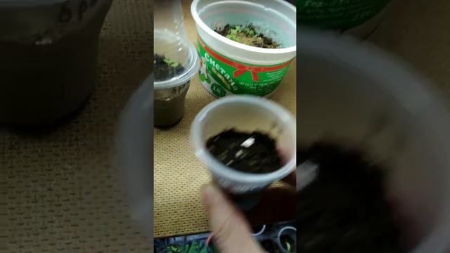 Комнатные цветы из семян, первые всходы