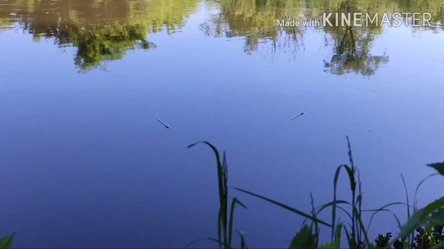 ПЕРВАЯ РЫБАЛКА НА ПОПЛАВОК НА РЕКЕ СВИСЛОЧЬ . КАРАСЬ В ПОЛКИЛО В ЗАЧЁТЕ??