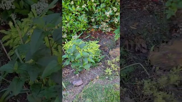 Remaining Tour of Backyard  Mae St Medford Oregon
