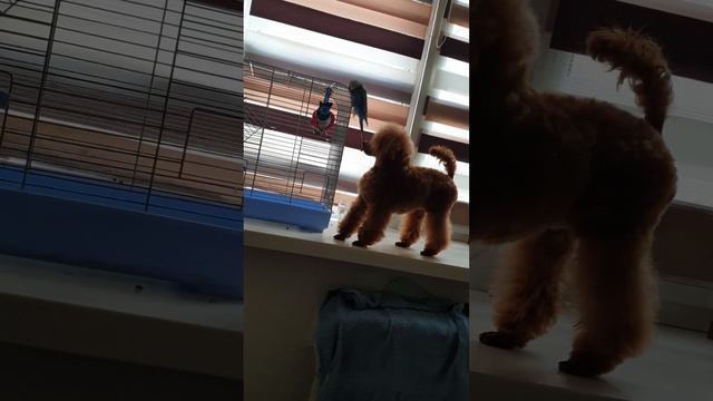 Toy poodle boy red sale exhibition breeding🐩 height 24 cm, color Red 🏆