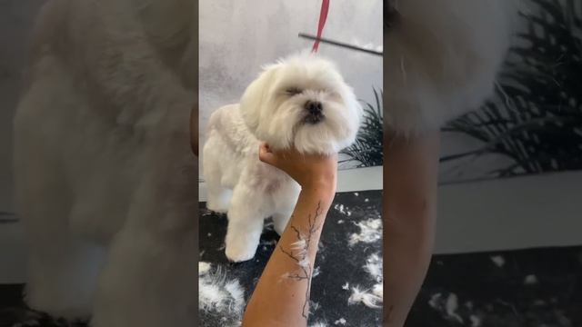 Нетипичная стрижка для мальтезе. Как Вам такой вариант? #мальтезе #грумингсобак #рекомендации #fyp