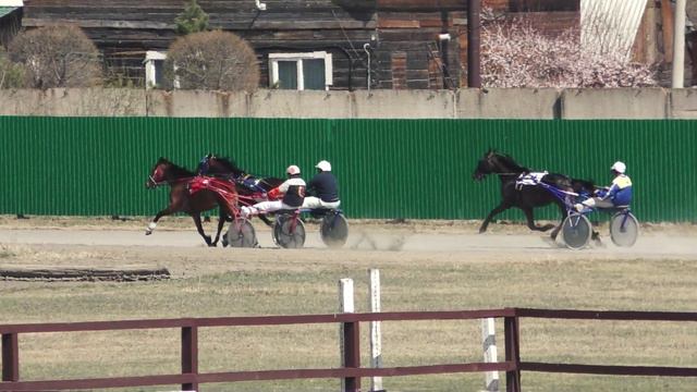 30.04.2022г.Абакан Приз в честь работников сельского хозяйства для лошадей 3-х лет рысистых пород