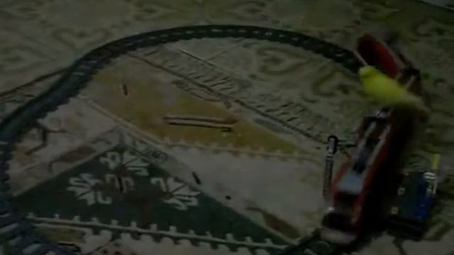Попугайчик катается на паровозе