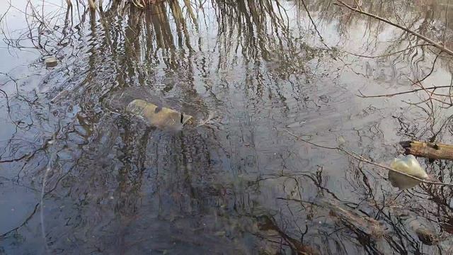 Ловля живца на самодельную самоловка из бутылок.