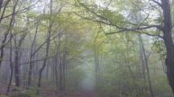 Tales from the Vienna Woods: Johann Strauss II - Fricsay/RIAS pt 1