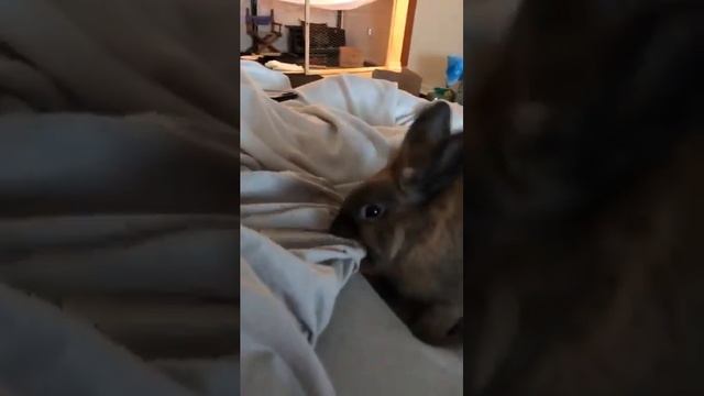 Adorable Rabbit Makes Scratching Sounds on Sheets (1)